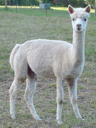 Alpaca For Sale - FFFA Selene at Fancy Fiber Farm